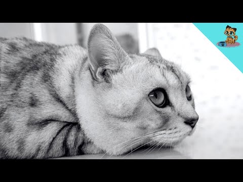 DESHALB sterben Katzen plötzlich…