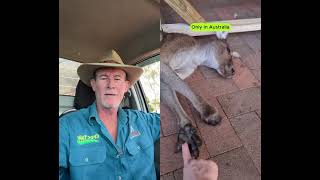 Love to have a beer with Duncan. 🇦🇺🐊#askanyaussie #crocturnbull #australia #kangaroo 
