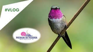 Gosta de Beija-Flores? Conhece a Pousada da Fazenda? Assista o vídeo!