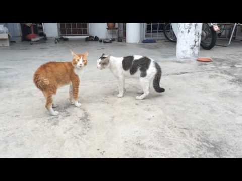 2 Possessed Cats Making Loud Baby Noises