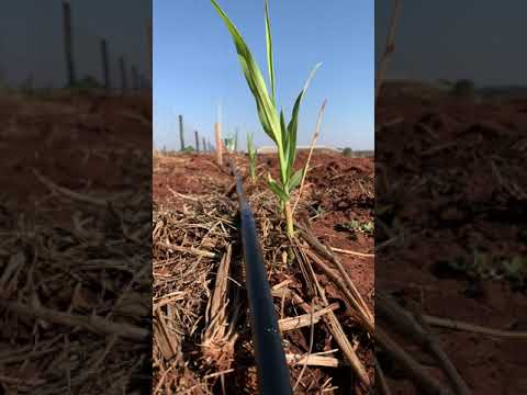 MANGUEIRA DE IRRIGAÇÃO POR GOTEJAMENTO - ZANAGRO