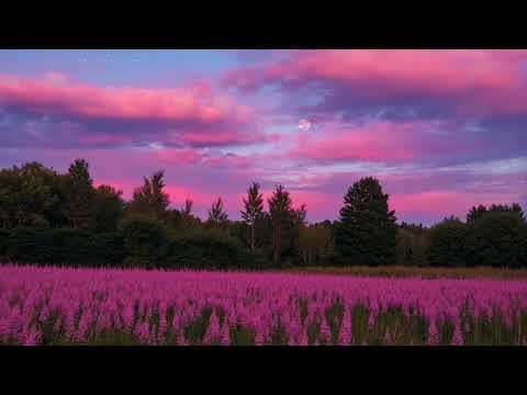 𝐩𝐞𝐚𝐜𝐞 𝐟𝐨𝐫 𝐡𝐞𝐚𝐯𝐲 𝐧𝐢𝐠𝐡𝐭𝐬. (𝐩𝐥𝐚𝐲𝐥𝐢𝐬𝐭)