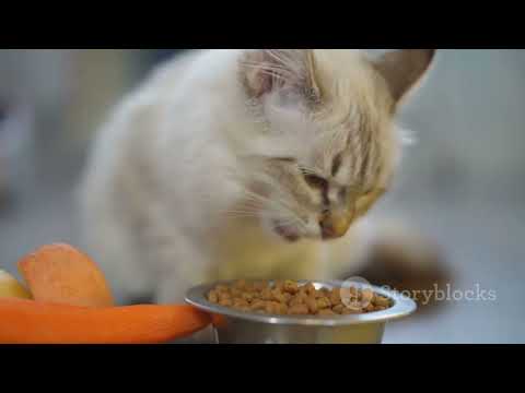 Why This Cat Food is the Best for Your Cat