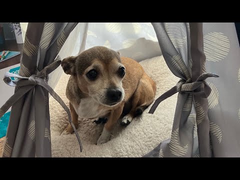 Riu, Riu, Chiu - Spanish Villancico (arr. Mark Burrows) Tenor part