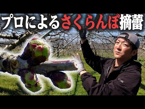 なぜ桜の木は実を結ばないのでしょうか？豊作のために解決すべき5つの潜在的な問題  庭園