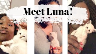 MEET LUNA! // Shopping for My New Kitten