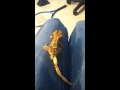 Crested gecko running away 