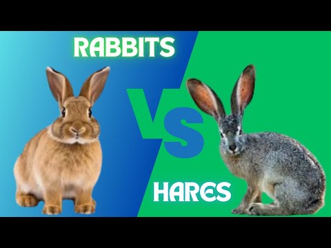 Rabbits vs Hares: Key Differences (2024)
