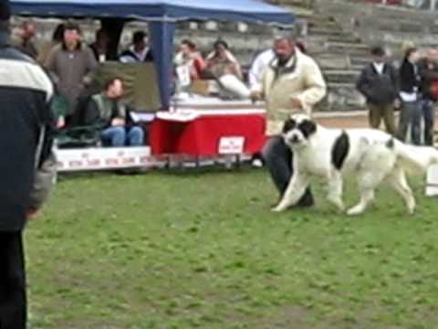 Cel mai frumos ciobanesc romanesc