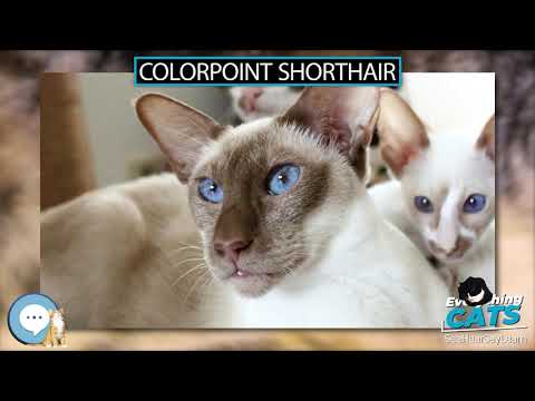Colorpoint Shorthair 🐱🦁🐯 EVERYTHING CATS 🐯🦁🐱