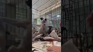 Video preview image #1 Chihuahua-Unknown Mix Puppy For Sale in Virginia Beach, VA, USA