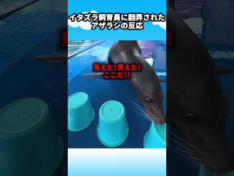 イタズラ飼育員に翻弄されたアザラシの反応