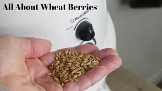 All about WHEAT BERRIES