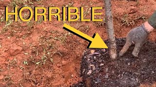 Plant Trees Like An Arborist- Avoid This Common BIG MISTAKE!