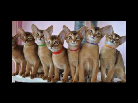 Abyssinian Cat Breed | Romantic Cat and Kittens Pictures
