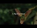 Pajarito colibrí - Natalia Lafourcade (Letra)