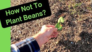 Magic Beans: At Two Weeks In (Now with Purple Potatoes)