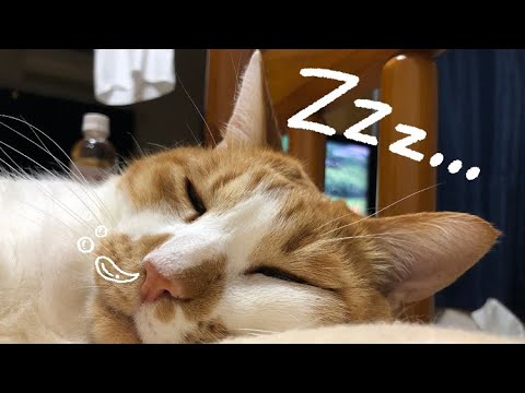 Sleeping Cat Purring Snoring ASMR