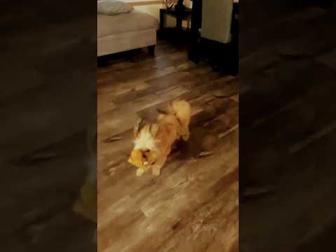 Dilan di gal || Satinder Sartaaj || dog lover || cute dog #trendingreels #status #doglover #shorts