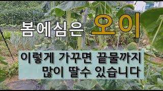 봄에 심은 오이 이렇게 가꾸면 끝물까지 많이 딸 수 있습니다. #오이 잘 가꾸는 방법 #끝물오이 관리 방법