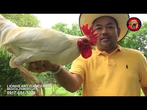 Lionheart Gamefarm Bloodline Super White Kelso Ep  2