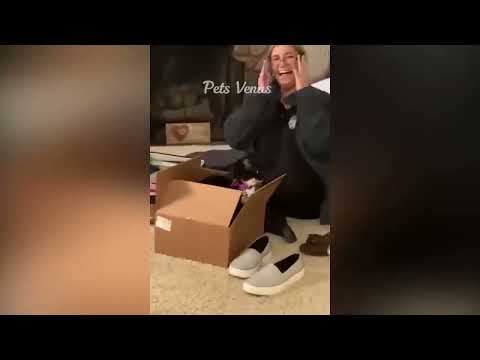 funniest  dogs and cats videos 😂😂 2023