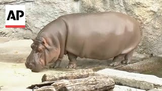 'Male' hippo at Japan zoo turns out to be female