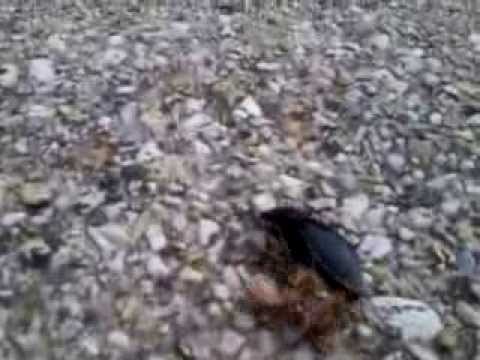 Angriff des Monster Käfers!!