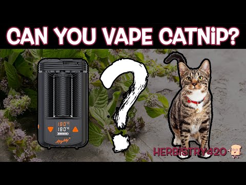 Can You Vape Catnip? 4 Surprising Effects You Should Know