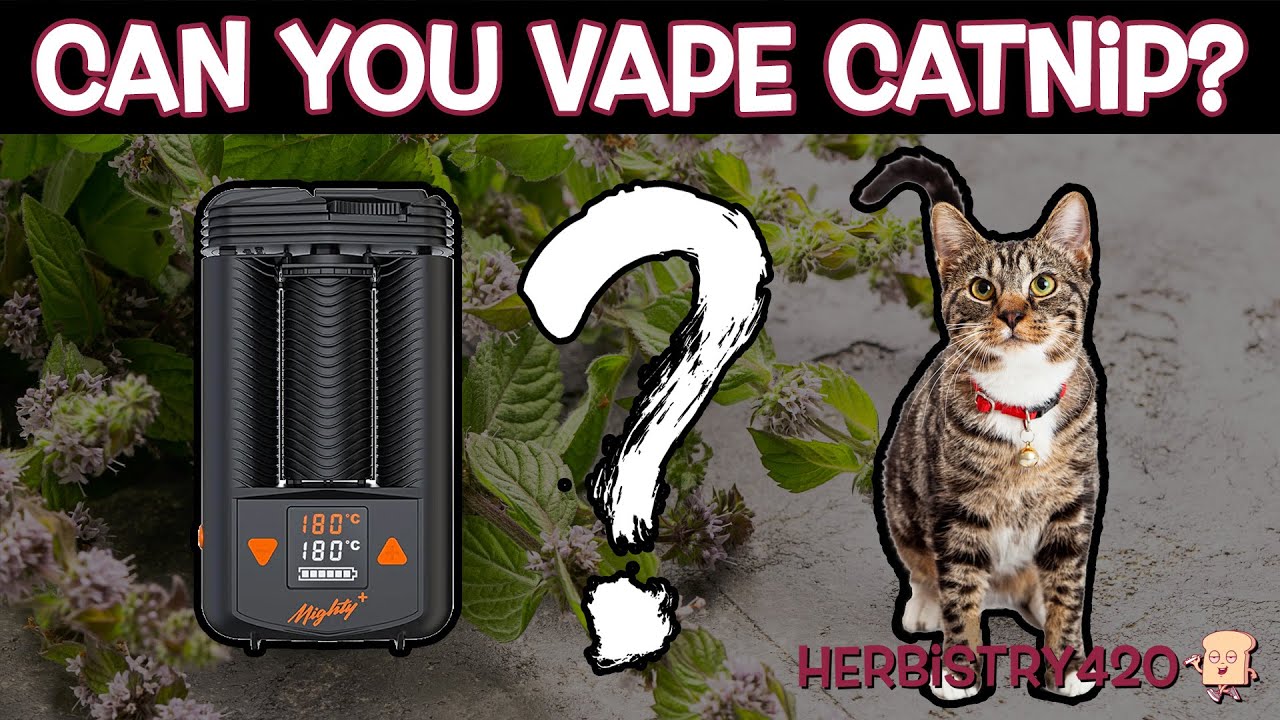 Can You Vape Catnip? 4 Surprising Effects You Should Know