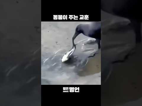 동물이 주는 교훈 #동기부여 #짧은명언