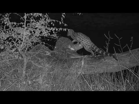 Djuma: Genet hunting at the pans - 01:59 - 07/09/20