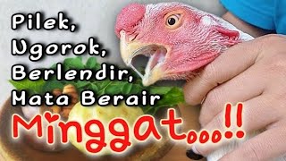 Download lagu Mujarab‼️Obat Tradisional Untuk Ayam Sakit Pilek (Ngorok, & Berlendir) Terbukti Ampuh mp3