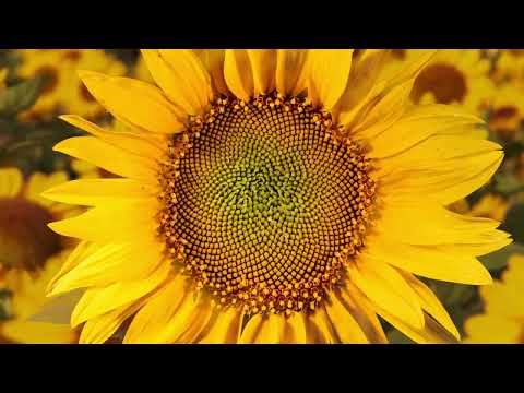 Nectr: Revolutionizing Energy Ecosystem | Live Action Brand Film