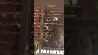 Download lagu Suara Merbah Lekir - Cameron highland mp3 Download lagu Suara Merbah Lekir - Cameron highland mp3