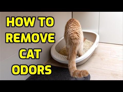 How To Stop Your House Smelling Of Cats