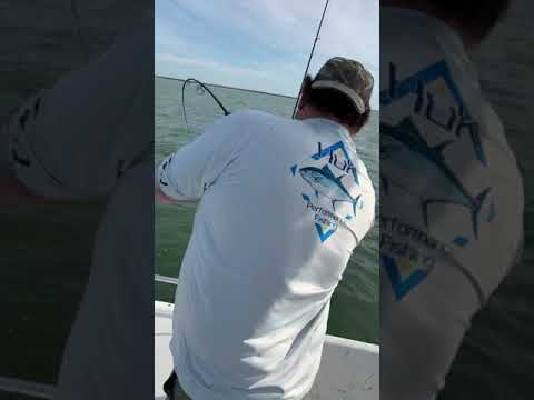 Big Cobia destroyed by bull shark