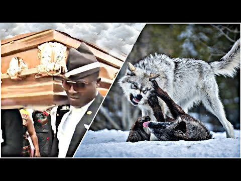 Funniest ANIMAL FIGHTS⚰ COFFIN DANCE MEME #16