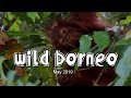 Wild Borneo