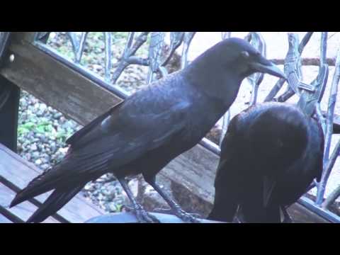 Love Birds (Crows part 2)