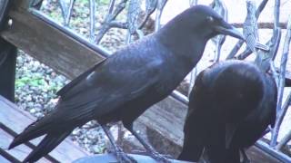 Love Birds (Crows part 2)