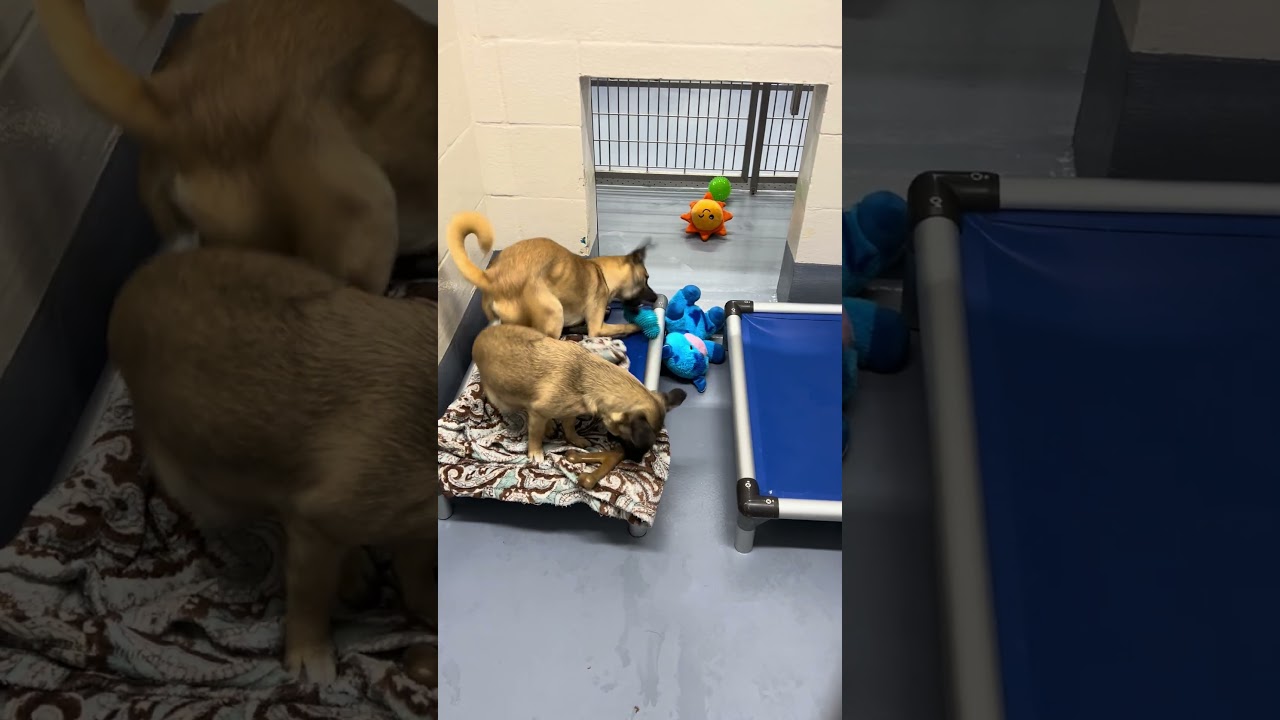 Enlarge Gwen, a ADOPTABLE Mixed Breed in Dublin, CA video 6/6