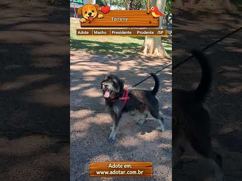 Vídeo de Tommy