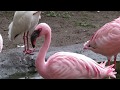 Lesser Flamingos In Disney S Animal Kingdom