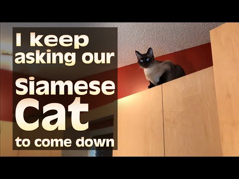 I keep asking our Siamese Cat to come down