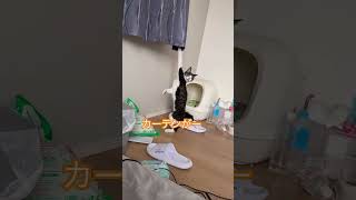 #元気になる動画 #元気お届け #癒し #好きな子猫 #可愛い #保護猫