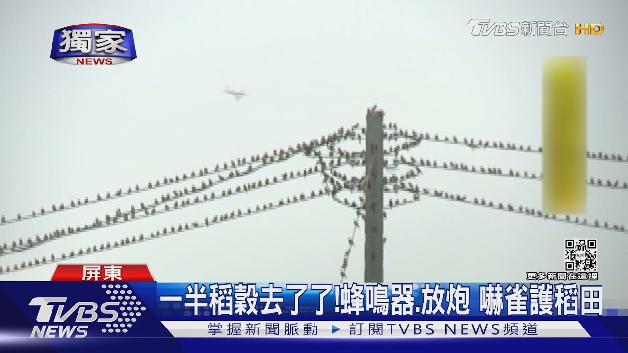 放大龍炮對付!農婦天天蹲點 就為了「趕麻雀」護稻