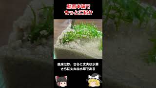 GEX Fit200H縦長水槽 4L / 小型水槽立ち上げ / デスク上に置ける水槽【ゆっくり実況】飼育 #aquarium #shorts #short #pets  #gex