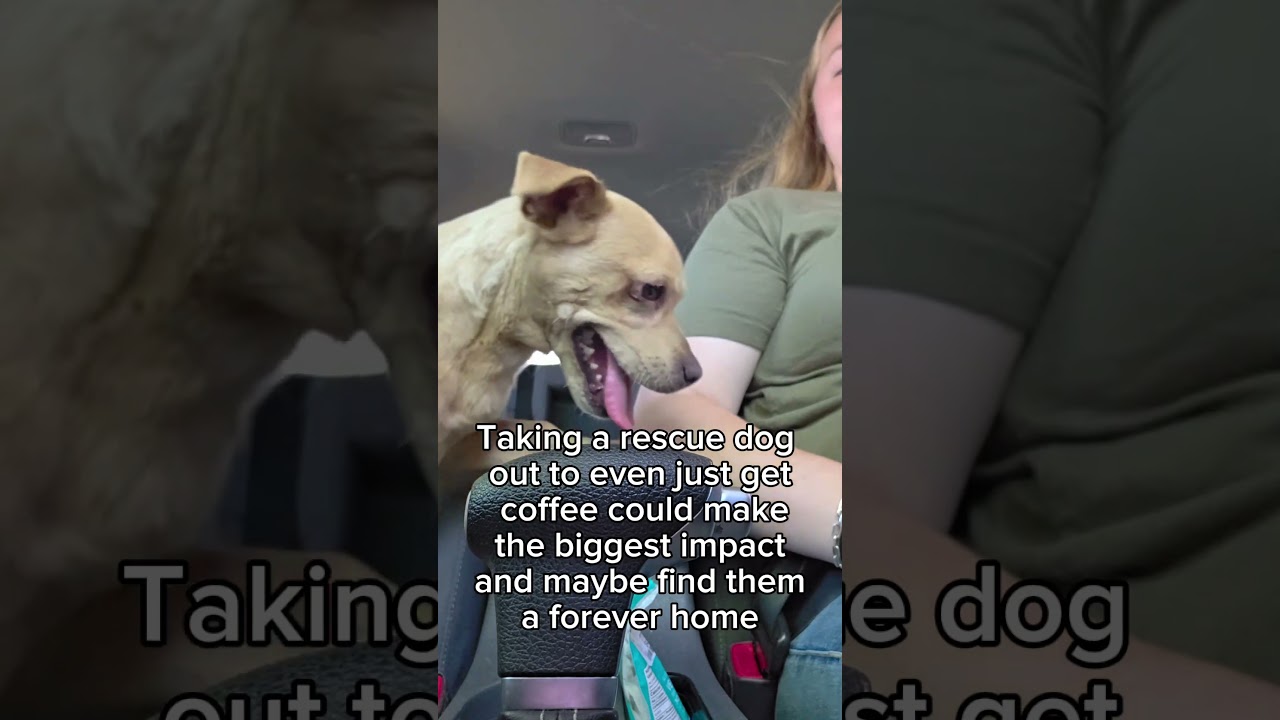Enlarge Mojito, a Adoptable mixed breed in Chico, CA video 6/6