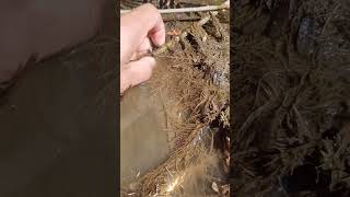 Download lagu Hunting for snakehead fish in the tree root bushes @jonespetualang mp3